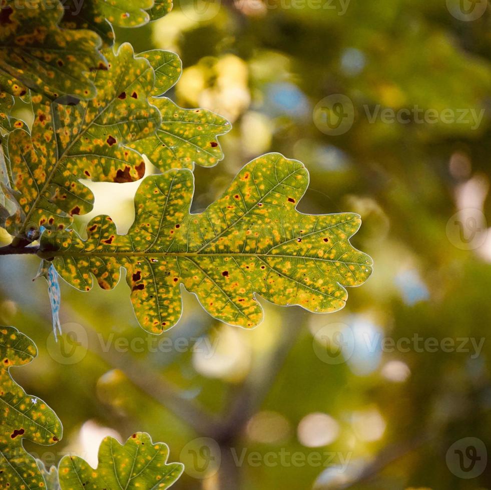 folhas verdes da árvore na primavera foto