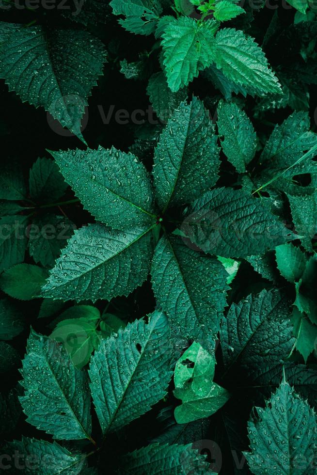 folhas verdes da planta na natureza foto