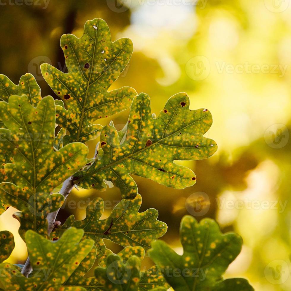 folhas verdes da árvore na primavera foto