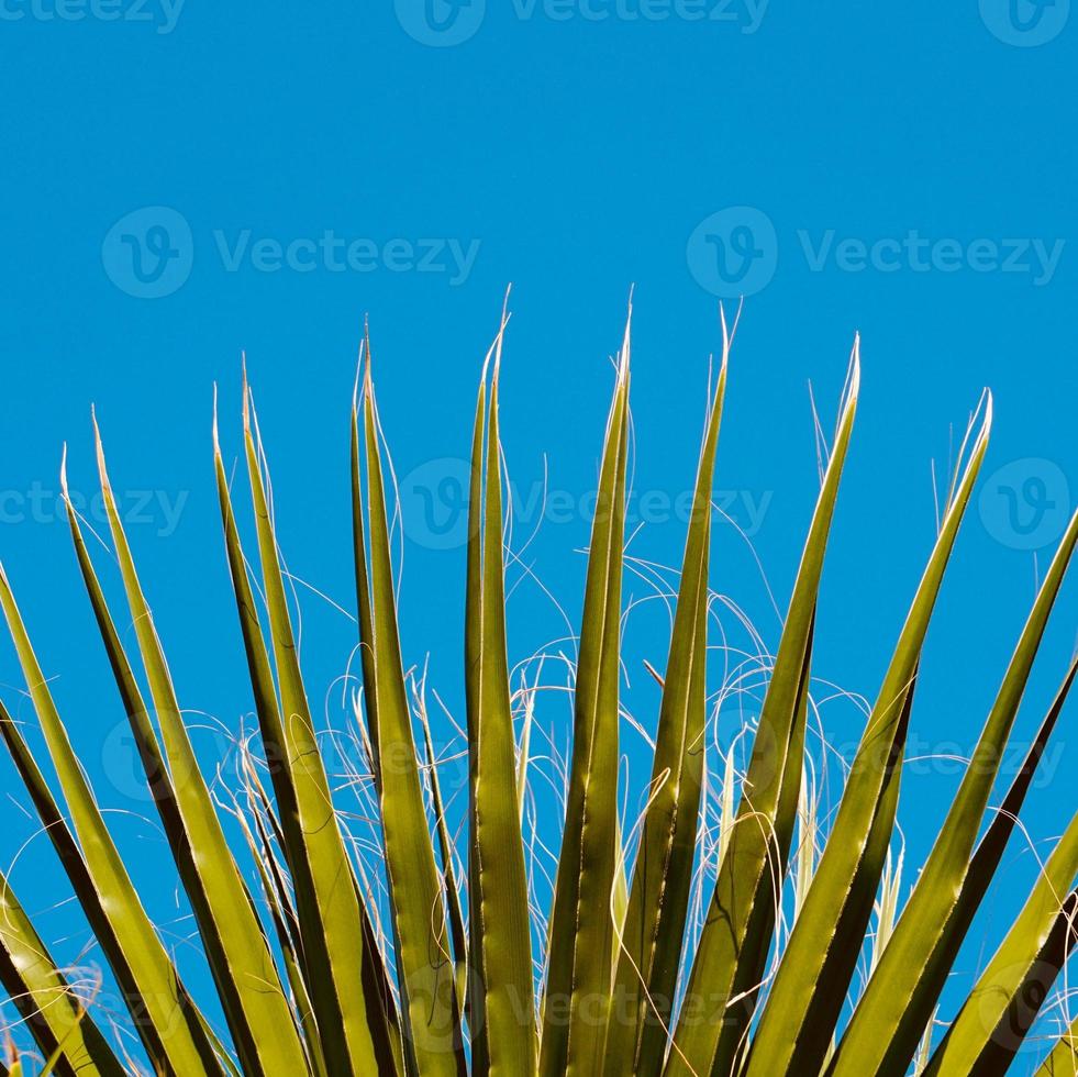 folhas de palmeira e céu azul foto