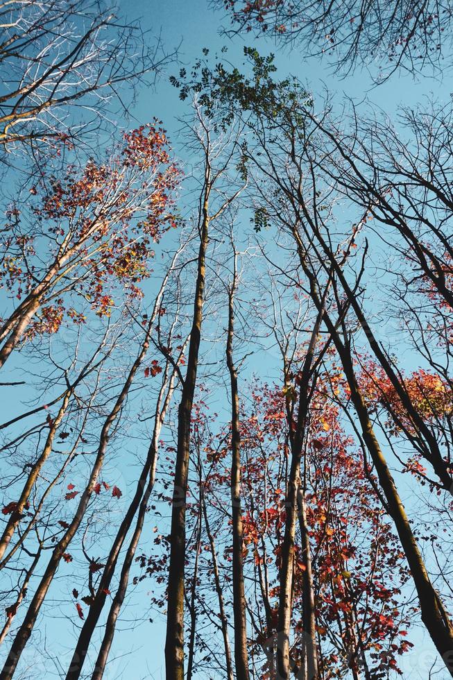 árvores com folhas vermelhas e marrons na temporada de outono foto