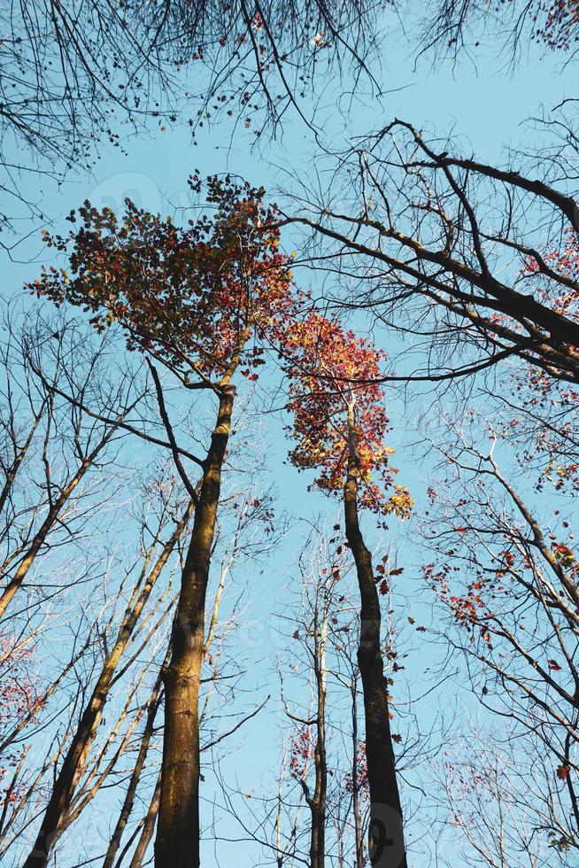 árvores com folhas vermelhas e marrons na temporada de outono foto