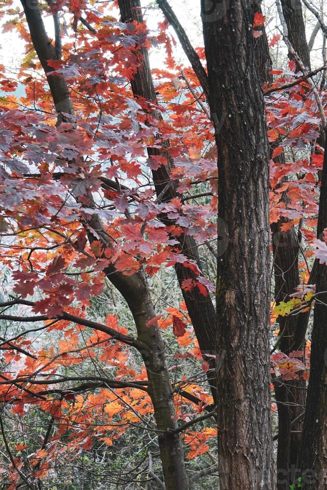 árvores com folhas vermelhas e marrons na temporada de outono foto