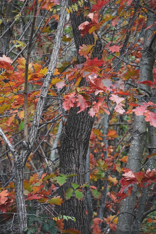 árvores com folhas vermelhas e marrons na temporada de outono foto