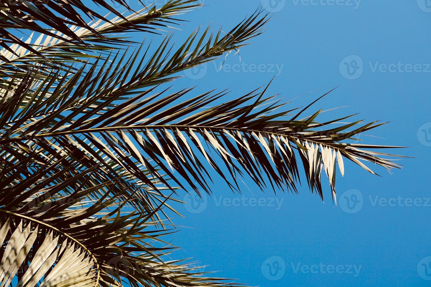 folhas de palmeira e céu azul foto