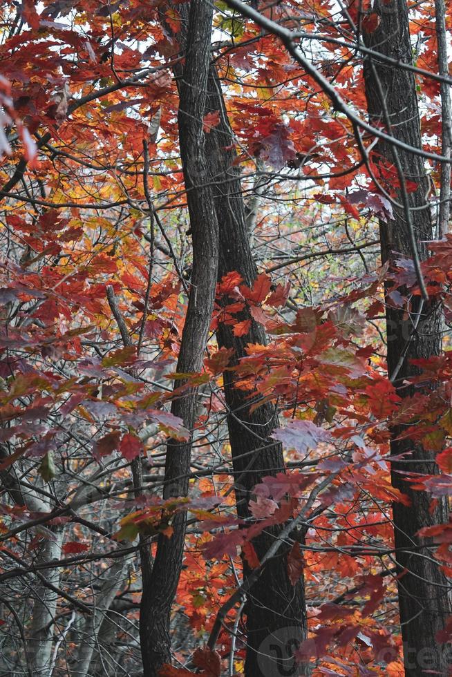 árvores com folhas vermelhas e marrons na temporada de outono foto