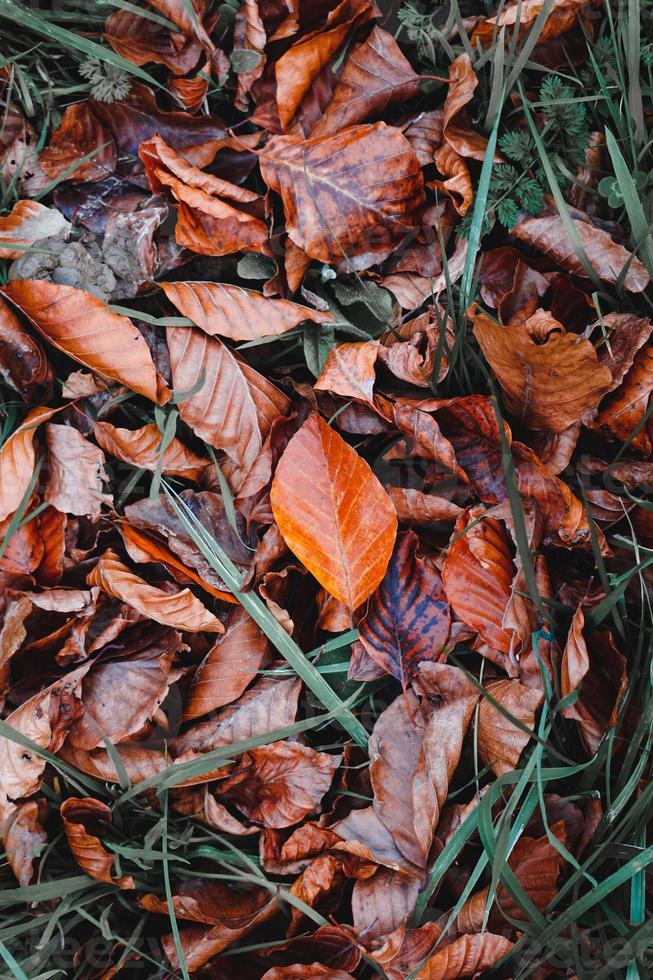 folhas secas marrons no solo na temporada de outono foto