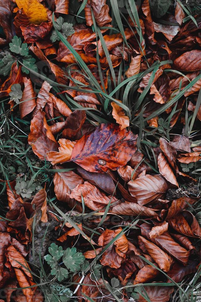 folhas secas marrons no solo na temporada de outono foto