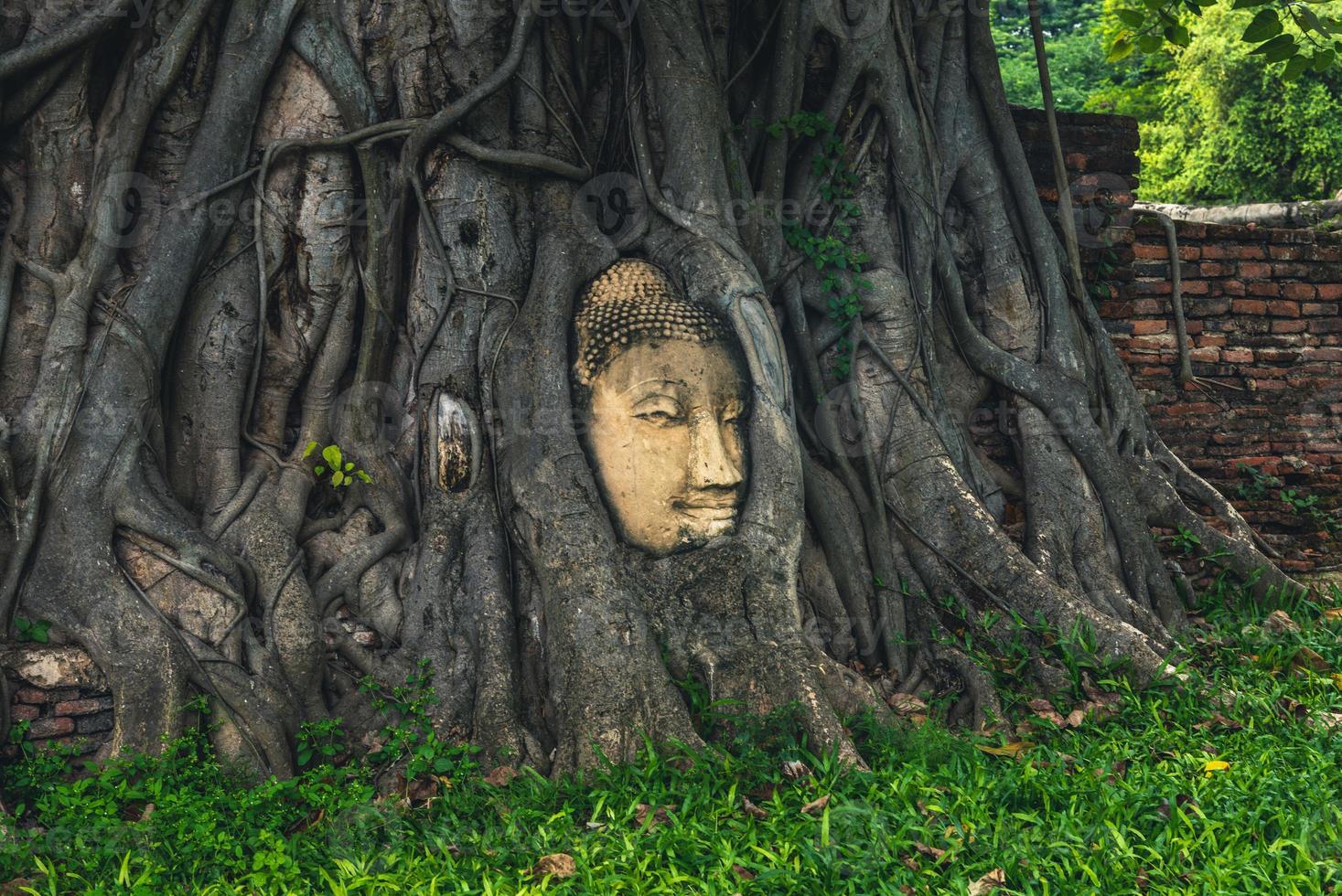 cabeça de Buda incrustada em uma figueira-da-índia em Ayutthaya, Tailândia foto