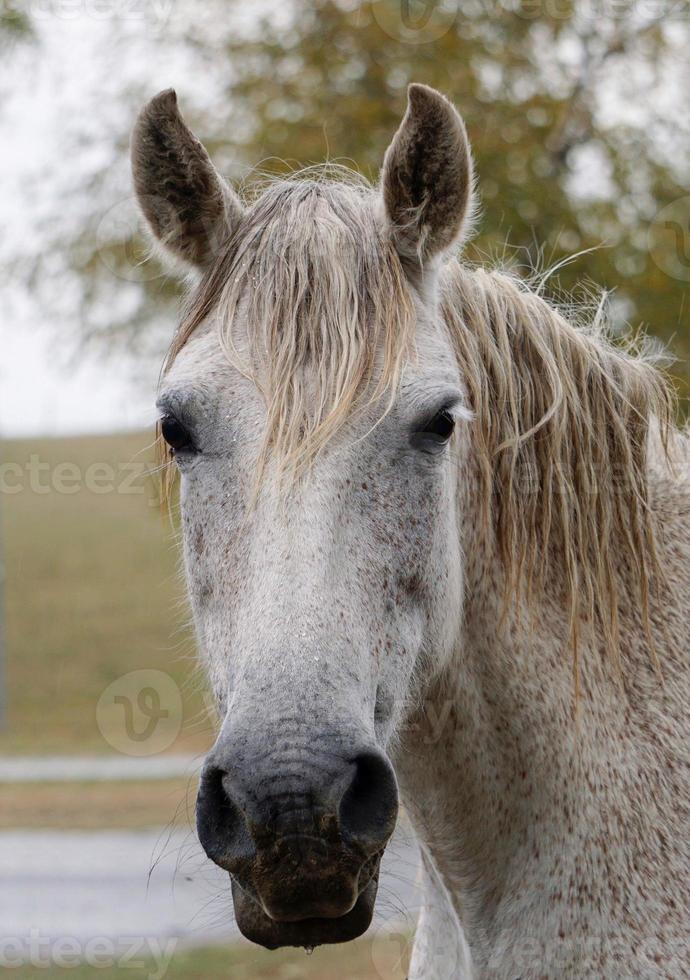 lindo retrato de cavalo branco foto