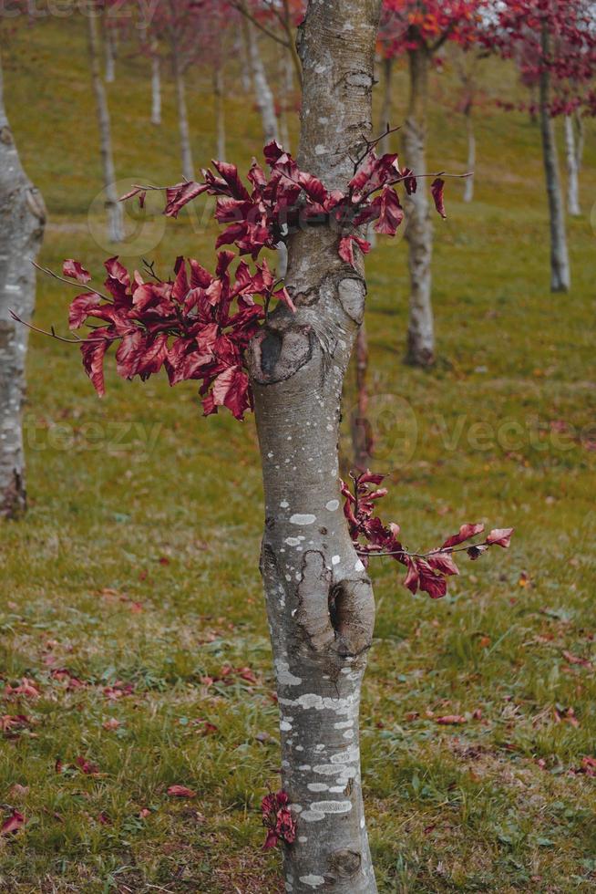 tronco de árvore com folhas marrons na temporada de outono foto