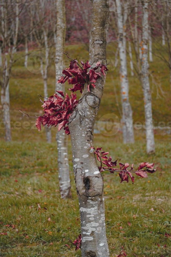 tronco de árvore com folhas marrons na temporada de outono foto