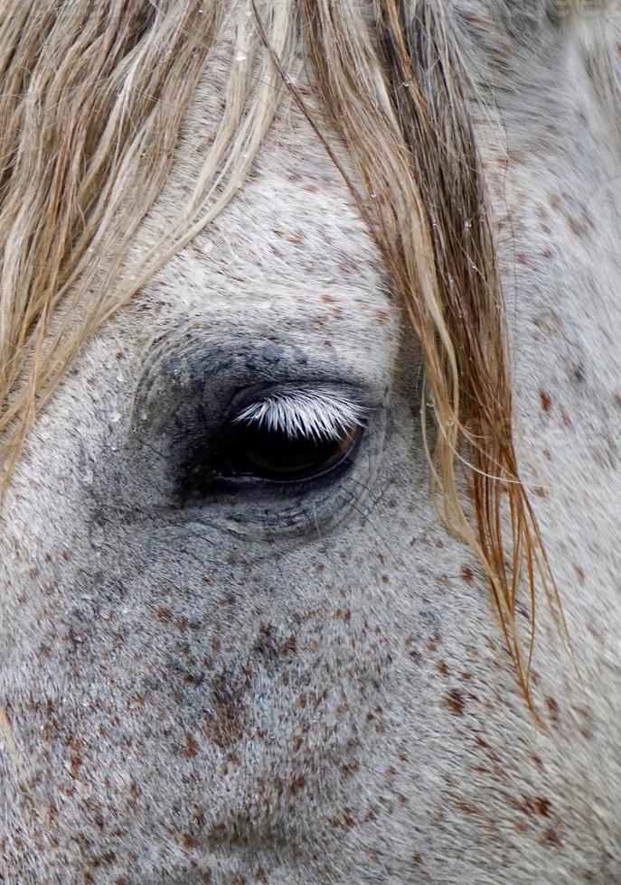 lindo retrato de cavalo branco foto