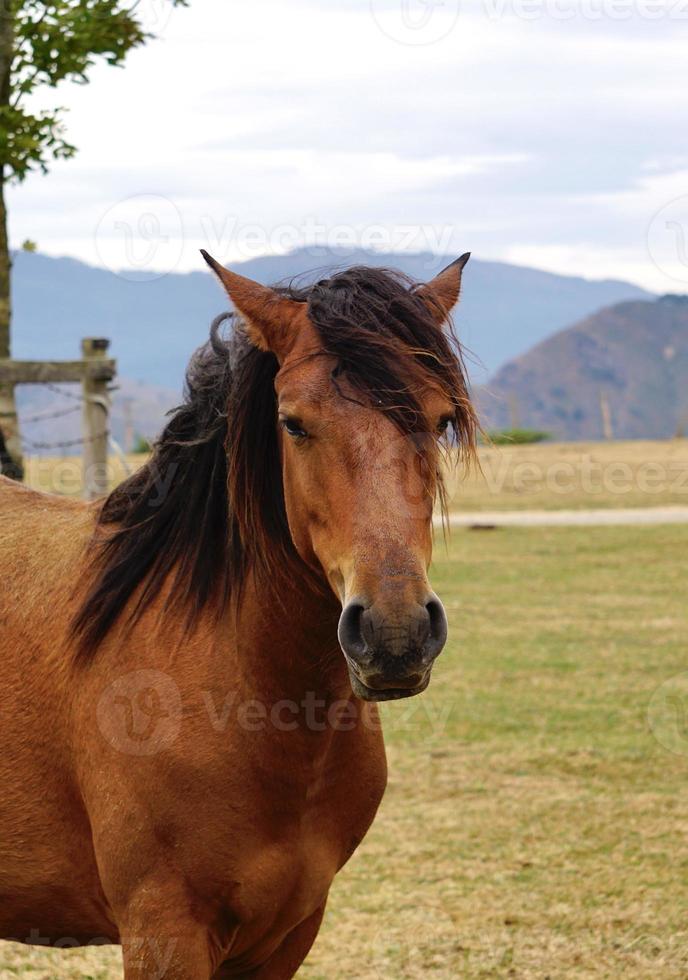 lindo retrato de cavalo marrom foto