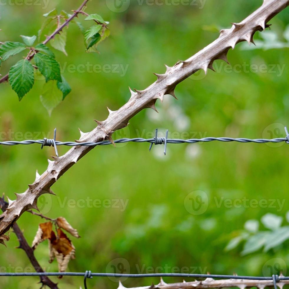 plantas na cerca de arame farpado foto