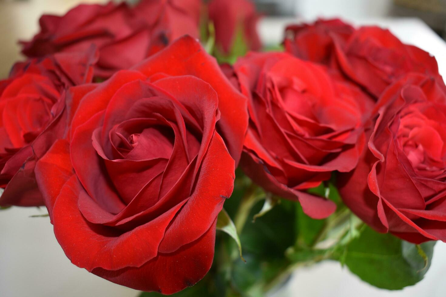 vermelho e Rosa rosas jardim foto