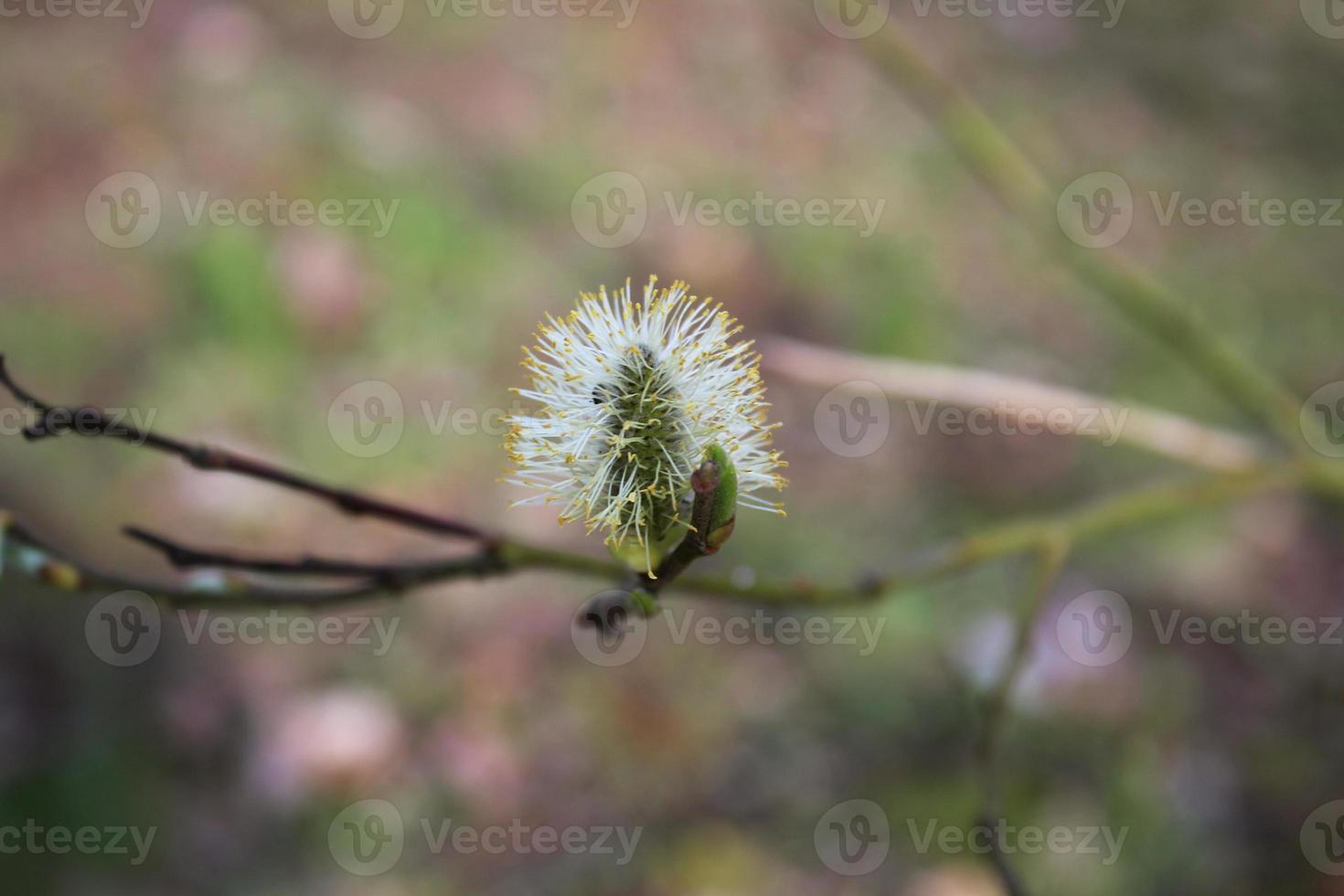 o elegante botão de um galho de salgueiro está em flor foto