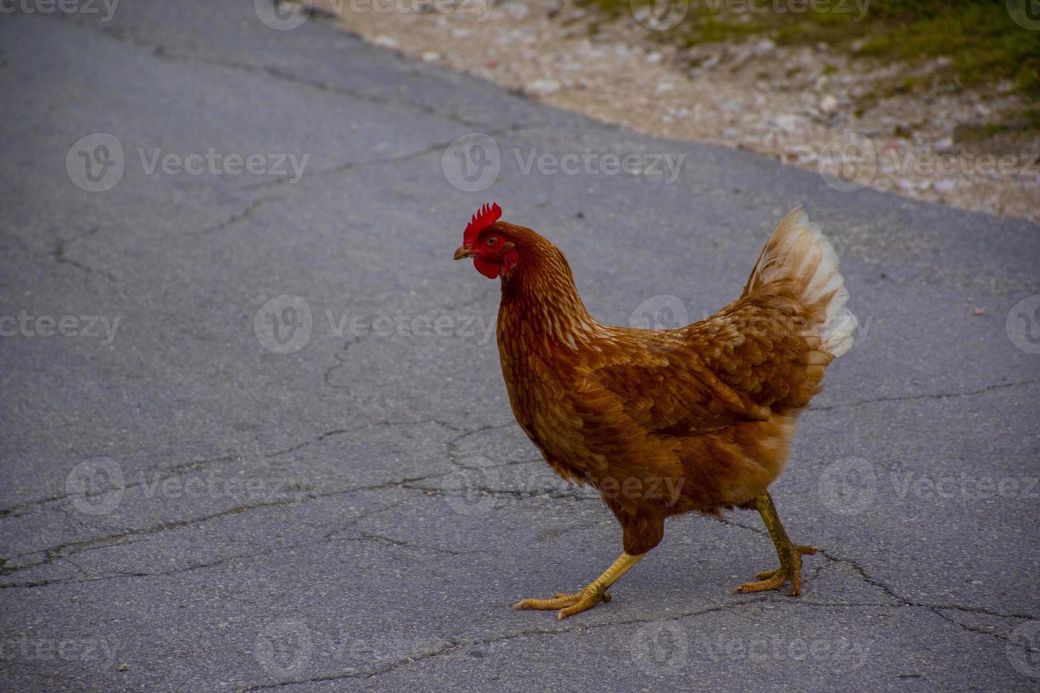 galinha andando no concreto foto