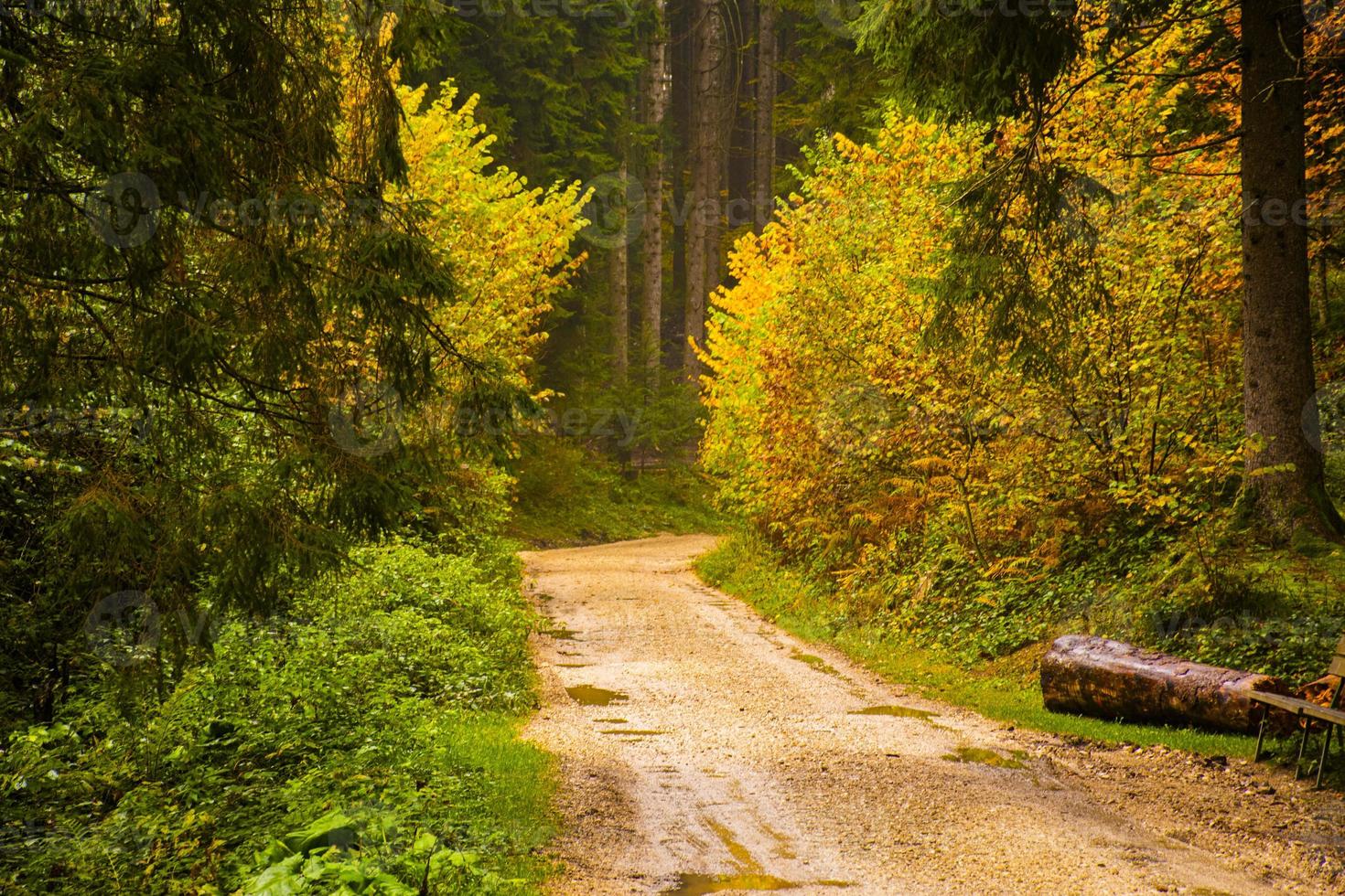 estrada de terra na floresta foto