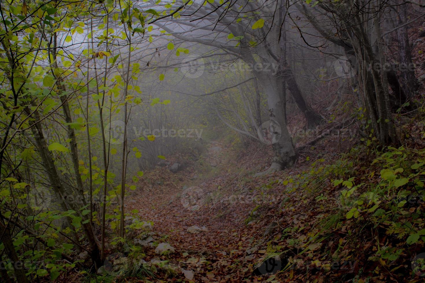 floresta escura com neblina foto