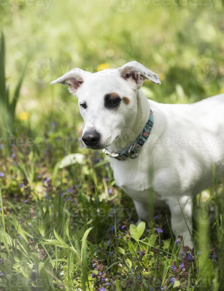 cachorro branco raça jack russell terrier foto