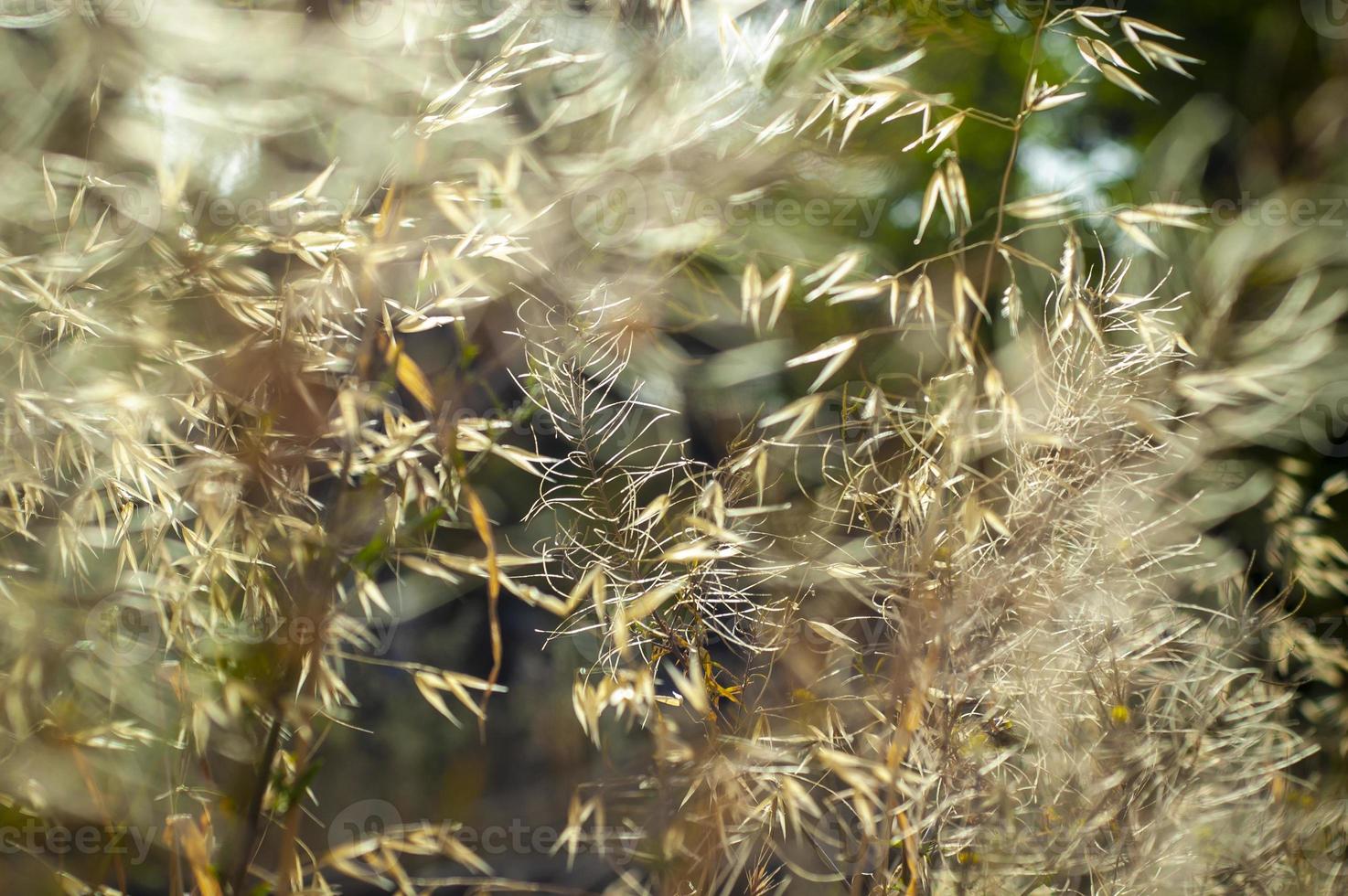 lindo fundo calmante de grama seca com padrão natural sem emenda foto