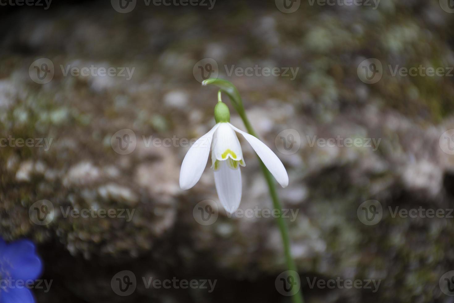 flor branca de floco de neve foto