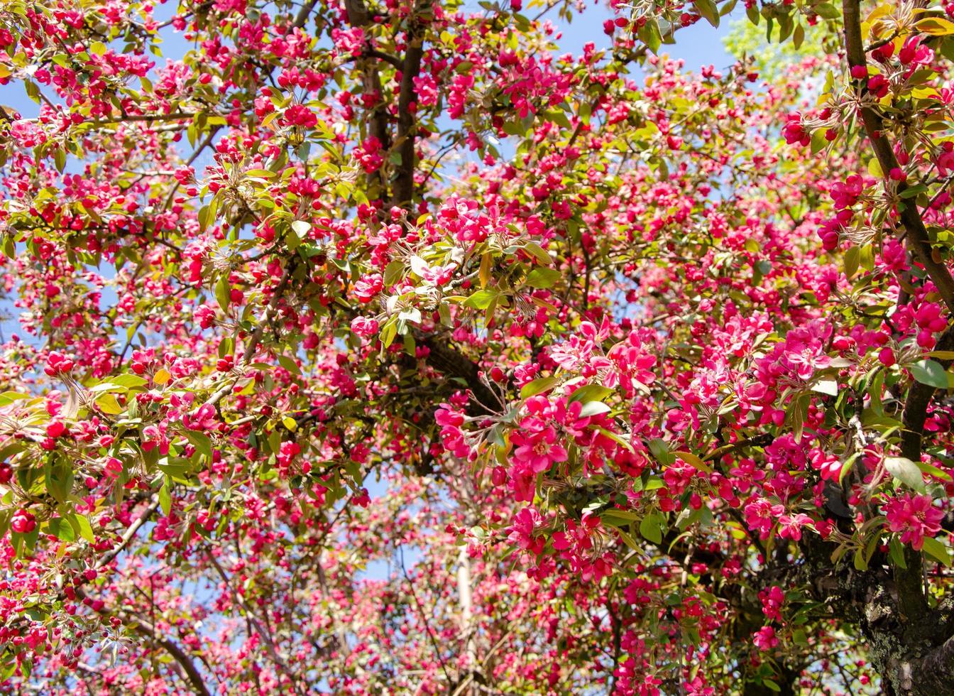 flores vermelhas de macieira florescendo na primavera sob os raios de sol foto