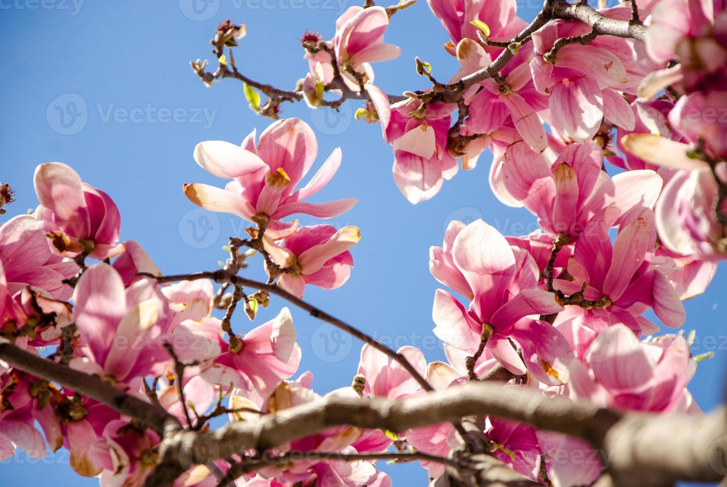 magnólia desabrochando em flores da primavera em uma árvore contra um céu azul brilhante foto