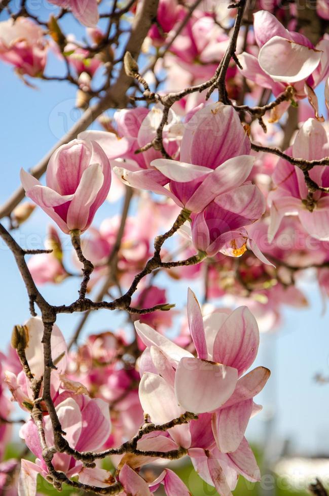 magnólia desabrochando em flores da primavera em uma árvore contra um céu azul brilhante foto