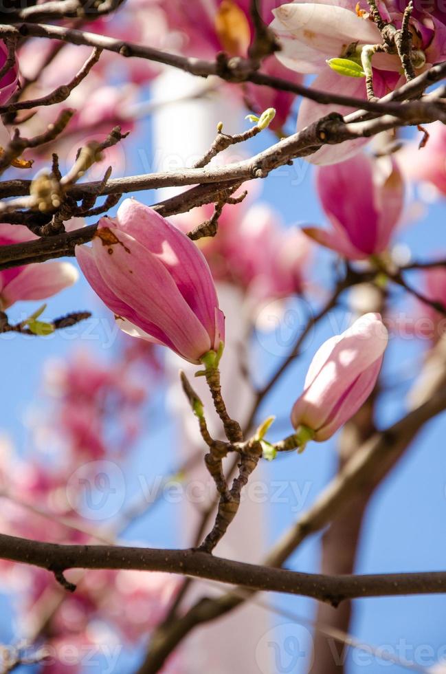 magnólia desabrochando em flores da primavera em uma árvore contra um céu azul brilhante foto