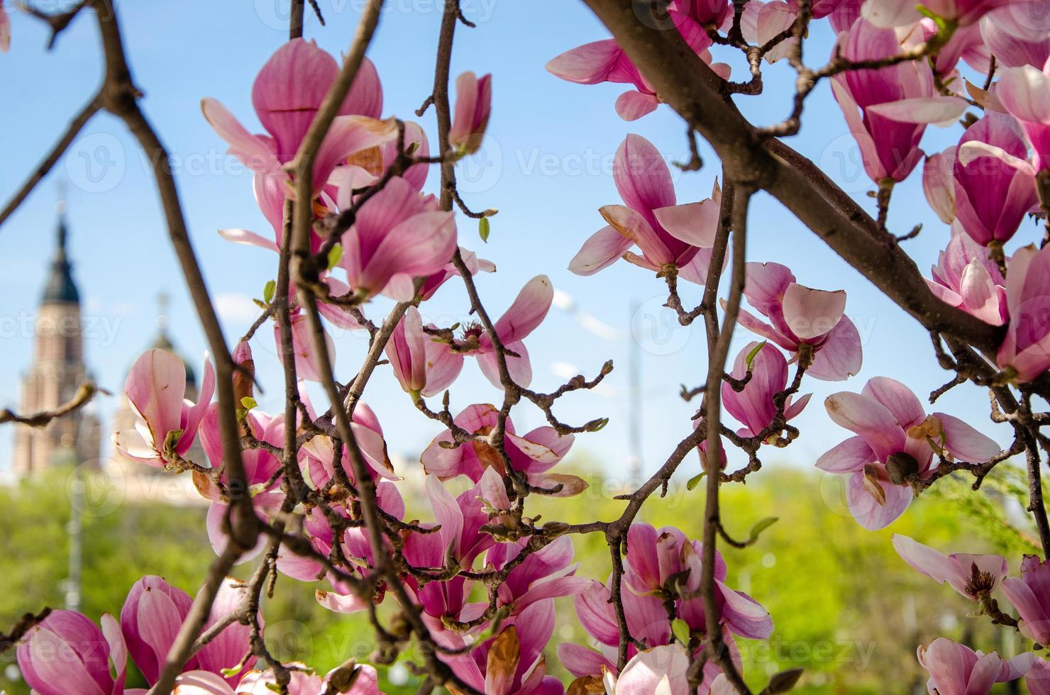 magnólia desabrochando em flores da primavera em uma árvore contra um céu azul brilhante foto