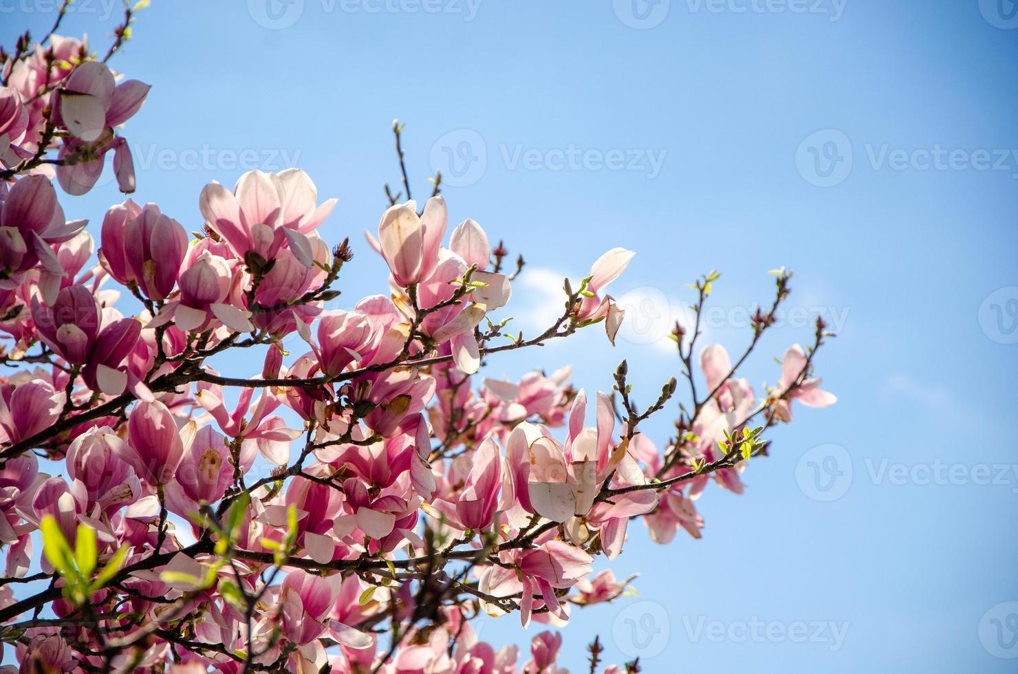 magnólia desabrochando em flores da primavera em uma árvore contra um céu azul brilhante foto