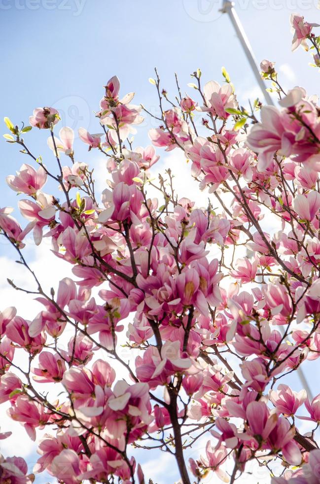 magnólia desabrochando em flores da primavera em uma árvore contra um céu azul brilhante foto