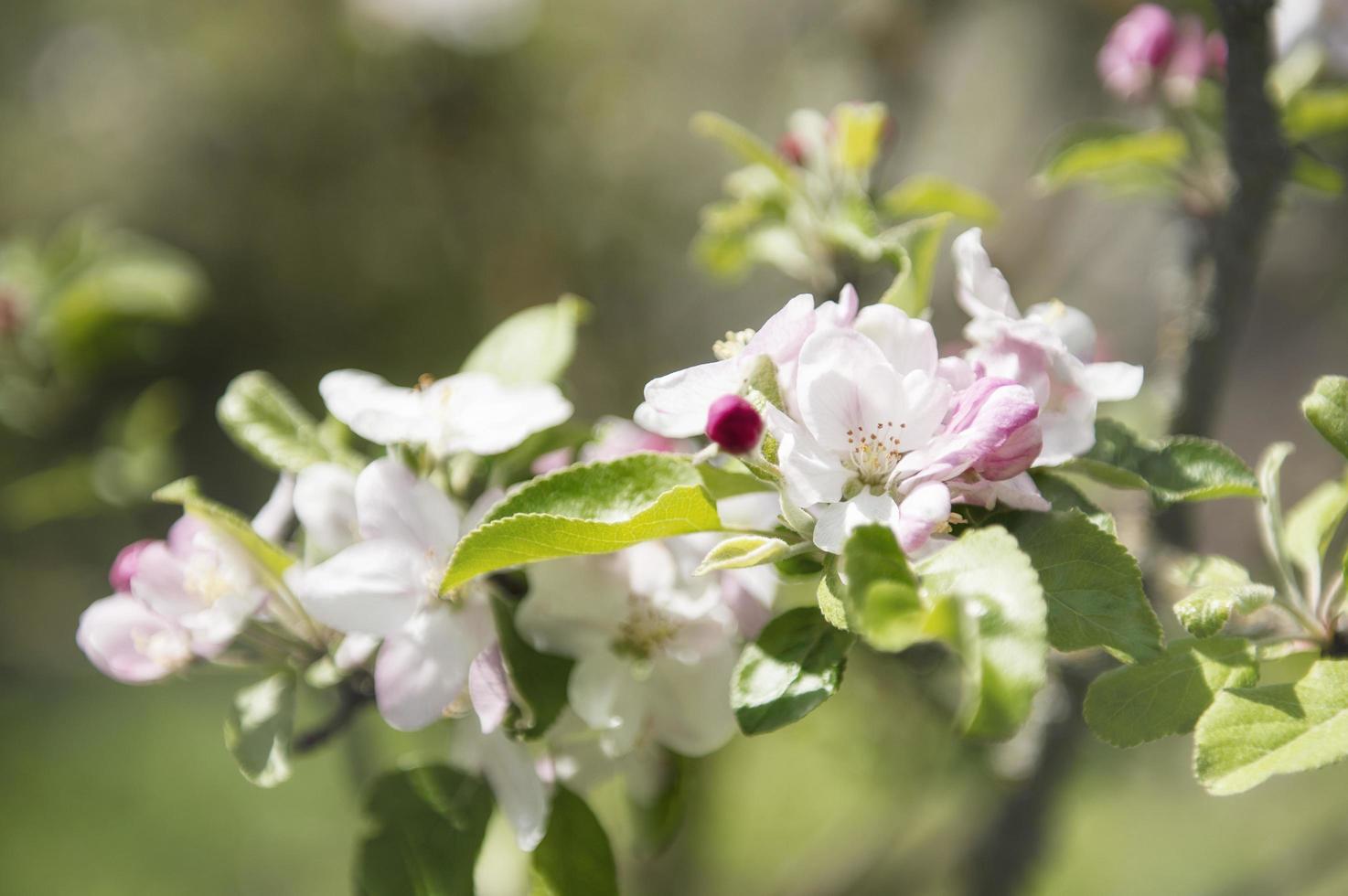 lindas flores em um galho de uma macieira foto