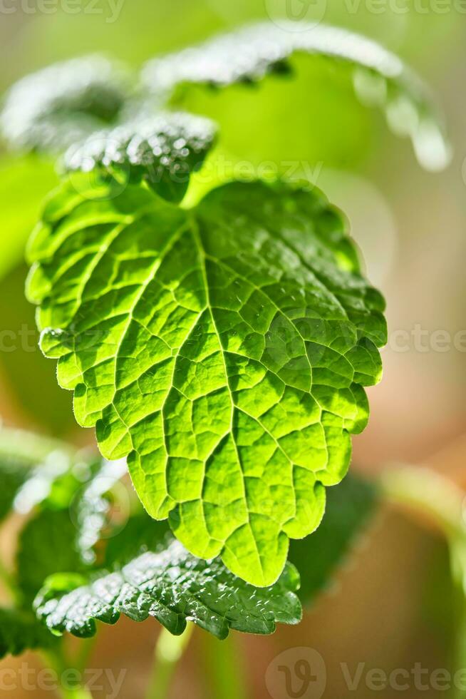 fechar-se do uma mentha eu. em a arbusto. foto