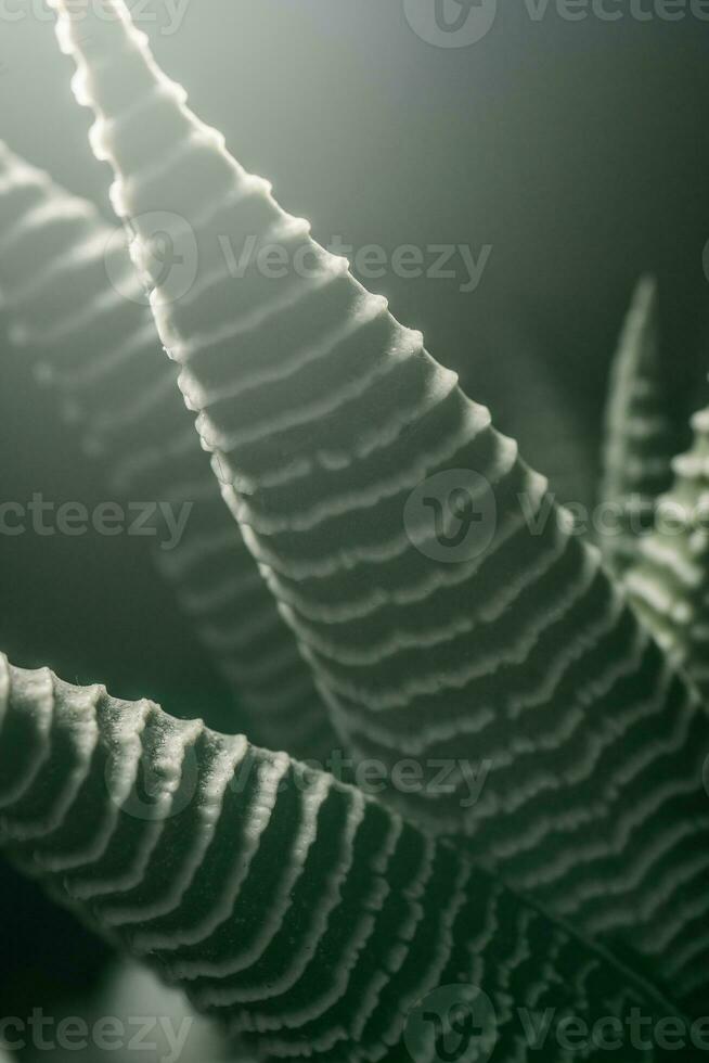 macro fotografia do plantar folhas em uma Sombrio fundo. foto