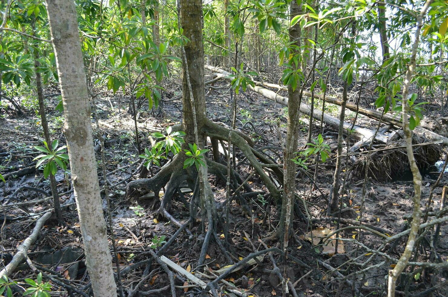 sudeste ásia mangue pântano florestas. tanjung piai Malásia mangue floresta parque foto