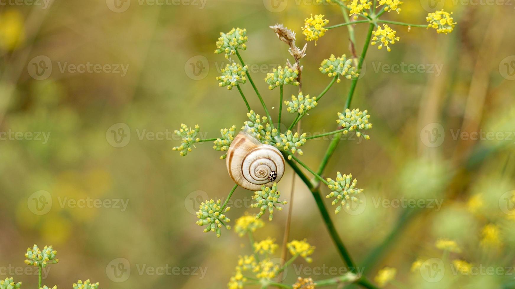 pequeno caracol branco na planta foto