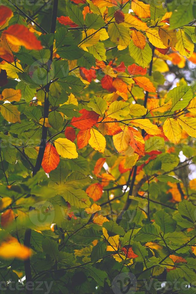 folhas marrons da árvore no outono foto