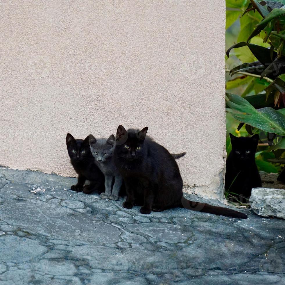 lindo retrato de gato de rua foto