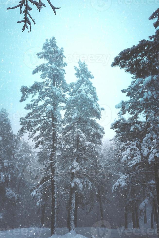 gelo nos pinheiros da montanha no inverno foto