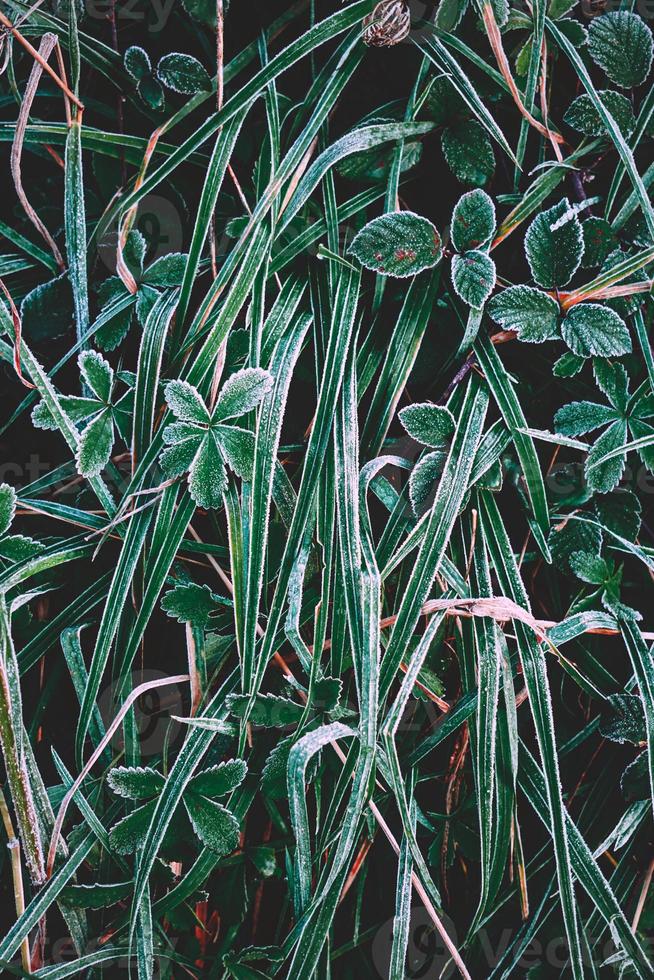 grama verde gelada no inverno foto