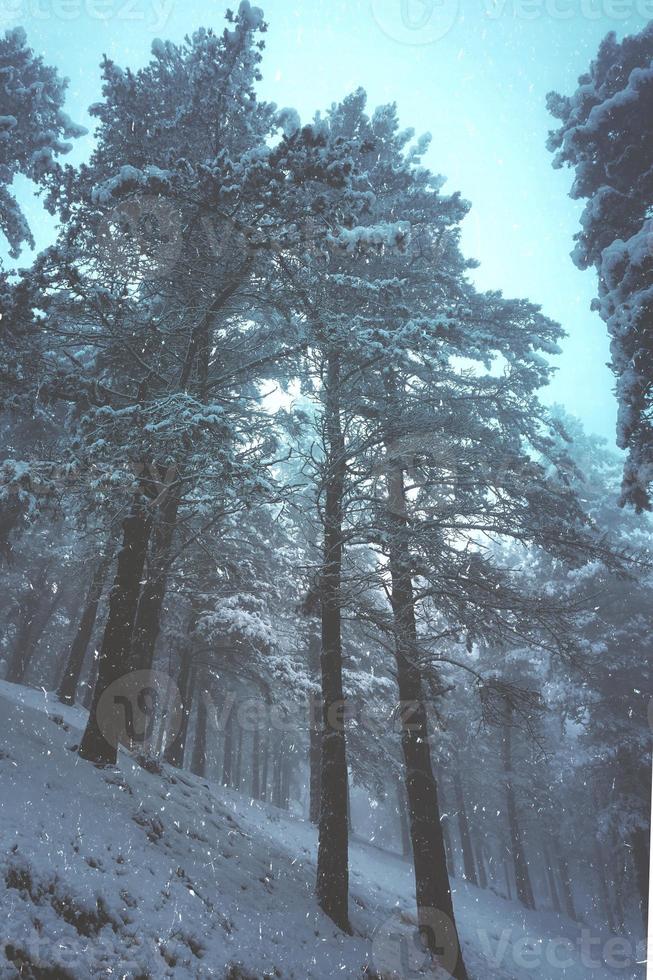 gelo nos pinheiros da montanha no inverno foto