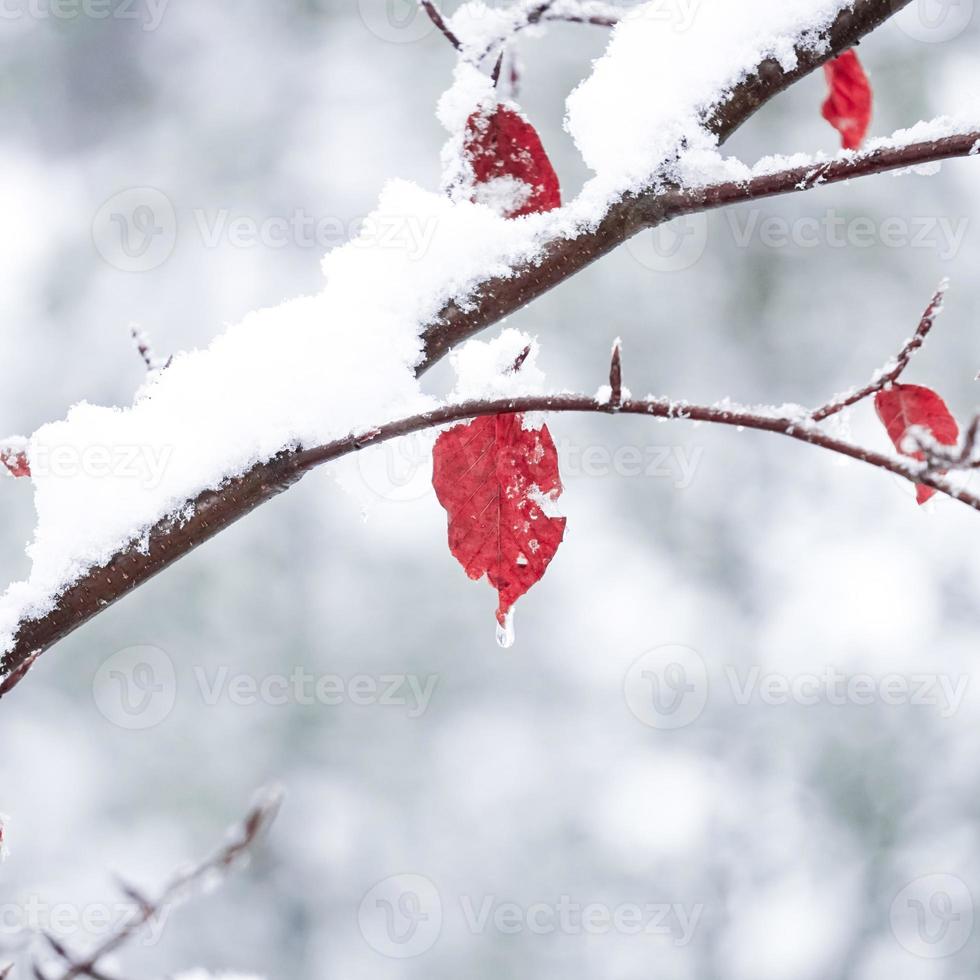 neve na folha vermelha foto