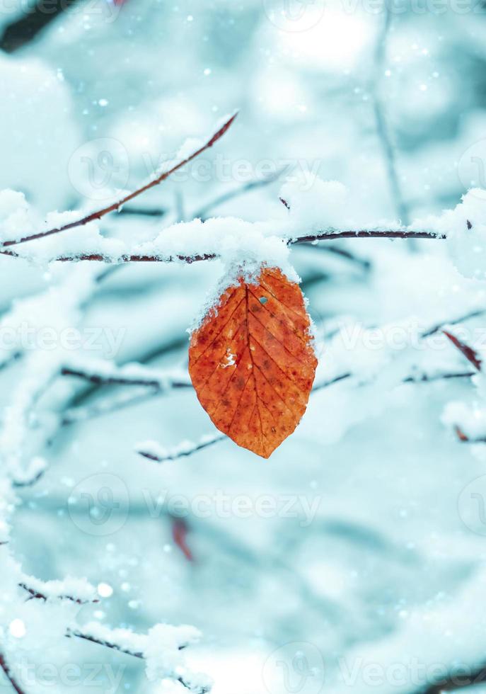 neve na folha vermelha no inverno foto