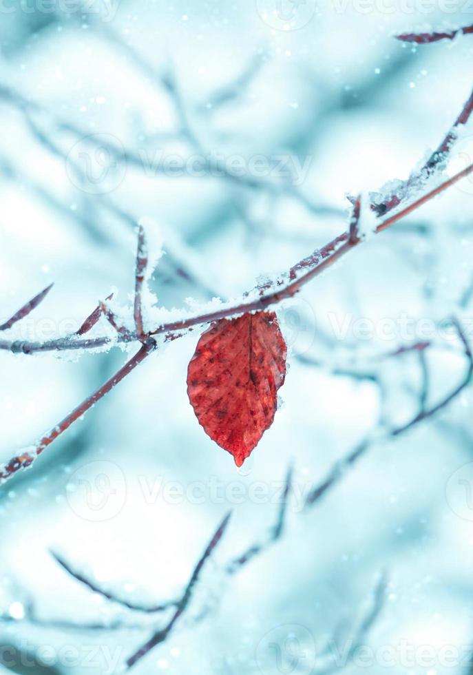 neve na folha vermelha no inverno foto