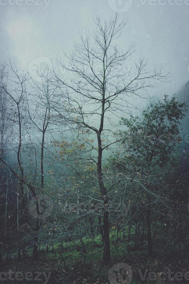 árvores na floresta em dias de nevoeiro foto