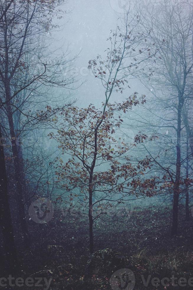 árvores na floresta em dias de nevoeiro foto