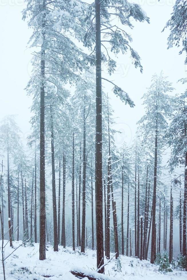 neve na floresta no inverno foto